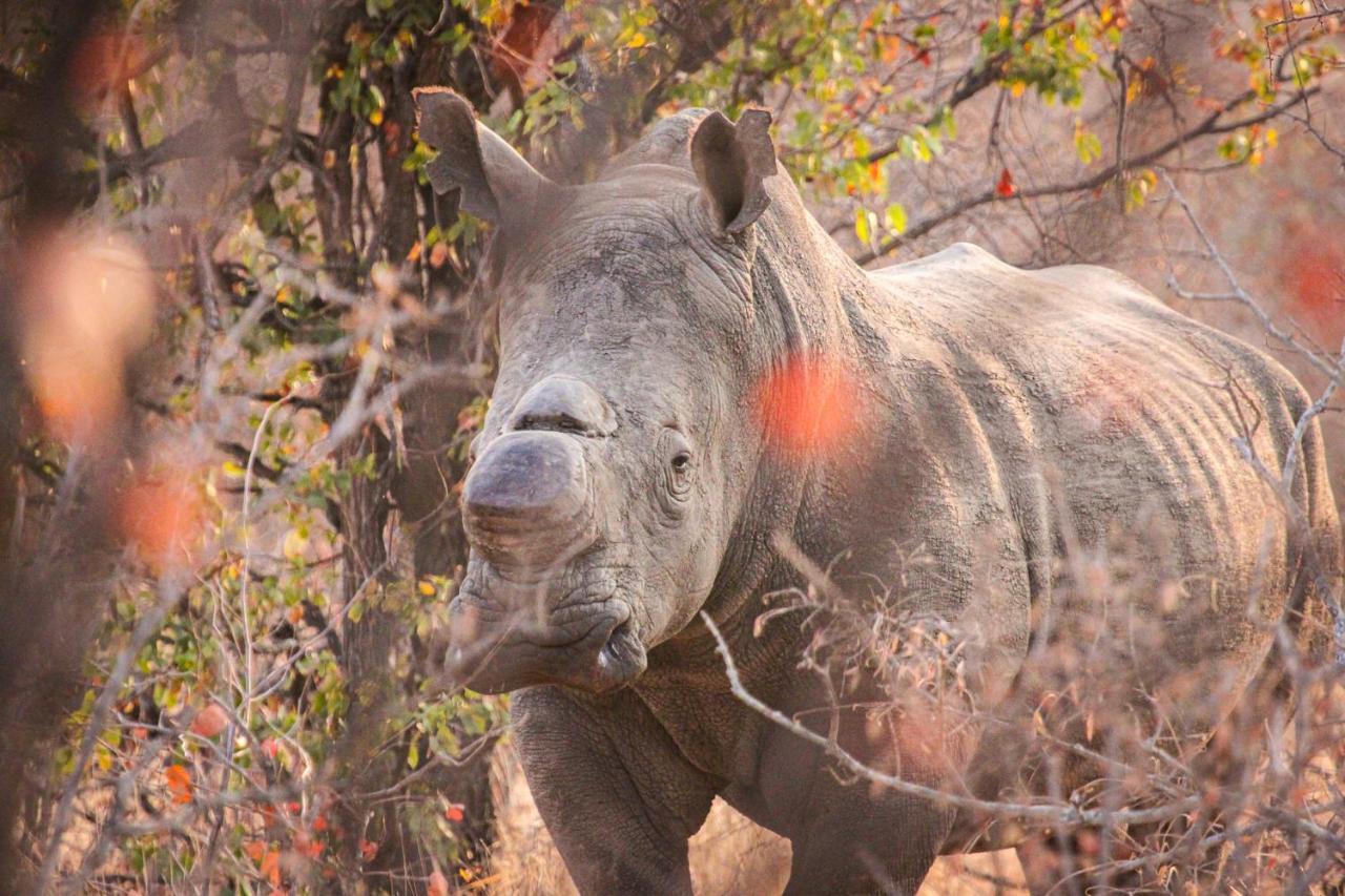 Klaserie Sands River Camp Частный заповедник Класери Экстерьер фото